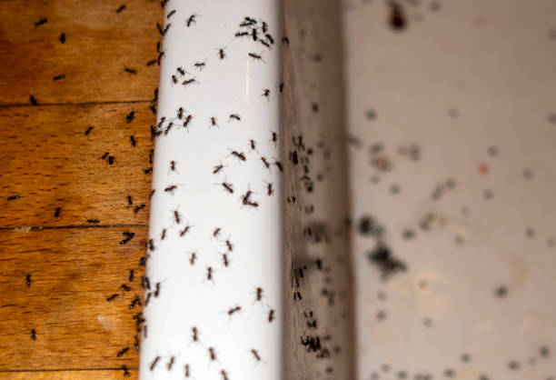 Best Commercial Pest Control Services  in Palm Desert, CA
