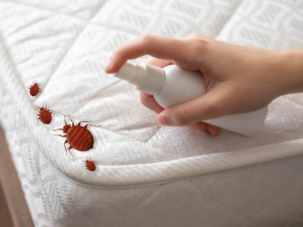 Best Spider Control Near Me  in Palm Desert, CA